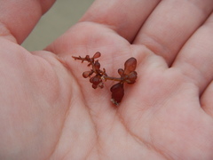 Botryocladia pseudodichotoma