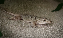 Tarentola mauritanica