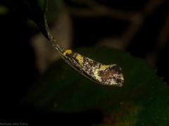 Monopis chrysogramma