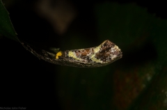 Monopis chrysogramma