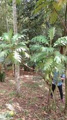 Bocconia frutescens