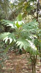 Bocconia frutescens