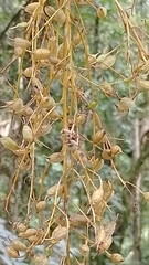 Bocconia frutescens