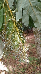 Bocconia frutescens