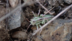 Apote