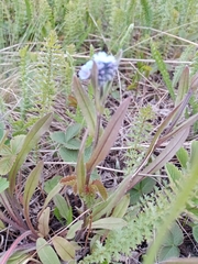 Myosotis popovii