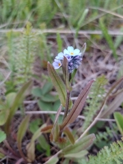 Myosotis popovii