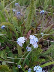 Myosotis popovii