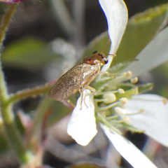 Hoplocampa