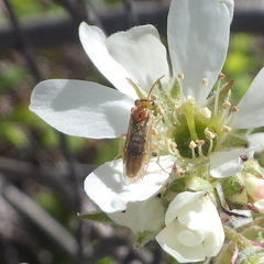 Hoplocampa