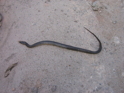 Olive Keelback