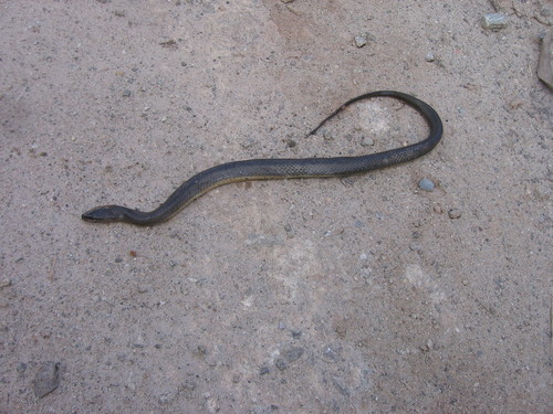 Olive Keelback