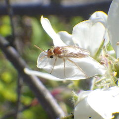 Hoplocampa