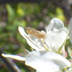 Hoplocampa
