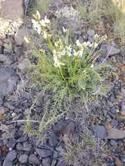 Astragalus reventiformis