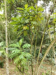 Bocconia frutescens