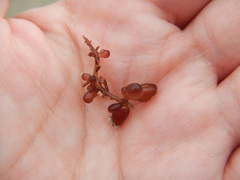 Botryocladia pseudodichotoma