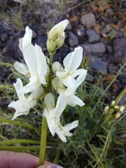 Astragalus reventiformis