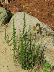 Arabis pycnocarpa adpressipilis