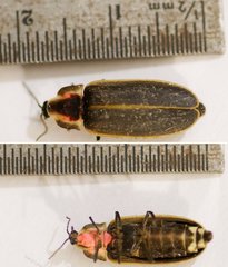 Pyractomena borealis