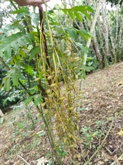 Bocconia frutescens