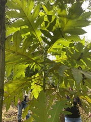 Bocconia frutescens