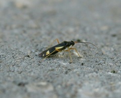 Dryophilocoris flavoquadrimaculatus