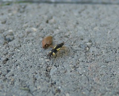 Dryophilocoris flavoquadrimaculatus