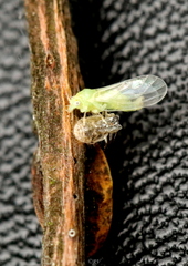 Psyllinae