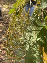 Bocconia frutescens