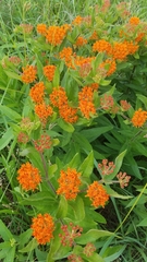 Asclepias tuberosa interior