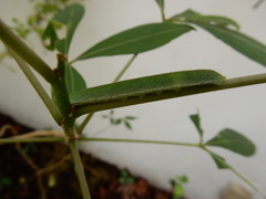 Appias libythea olferna