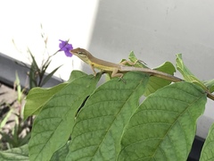 Anolis pulchellus