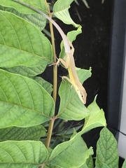 Anolis pulchellus