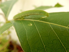 Appias libythea olferna