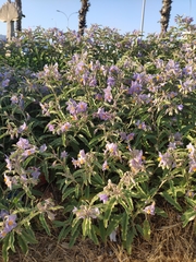 Solanum elaeagnifolium