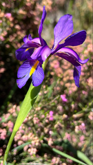 Iris boissieri