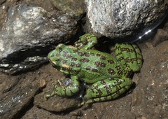 Amolops formosus