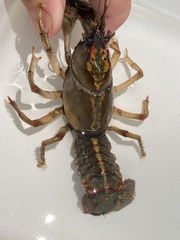 Lacunicambarus dalyae