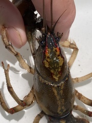 Lacunicambarus dalyae