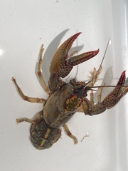 Lacunicambarus dalyae