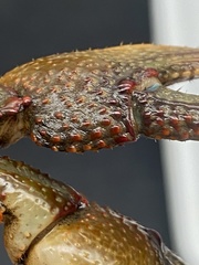 Lacunicambarus dalyae