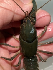 Cambarus striatus