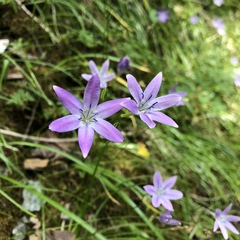 Triteleia