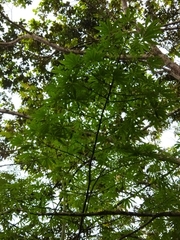 Ceiba pentandra