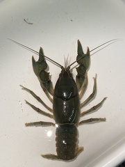 Cambarus striatus