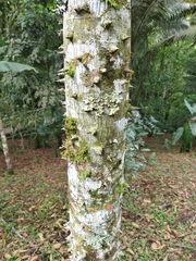 Ceiba pentandra