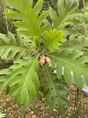 Bocconia frutescens