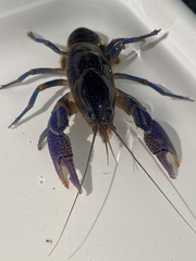 Procambarus holifieldi