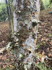Ceiba pentandra